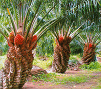 плоды красной масличной пальмы